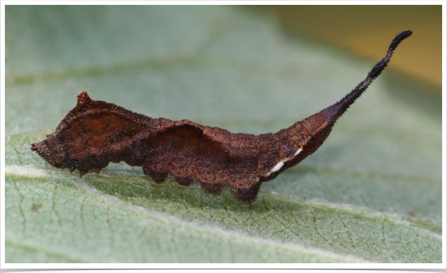 Oreta rosea
Rose Hooktip
Perry County, Mississippi